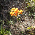 Endemic Mombacho orchid